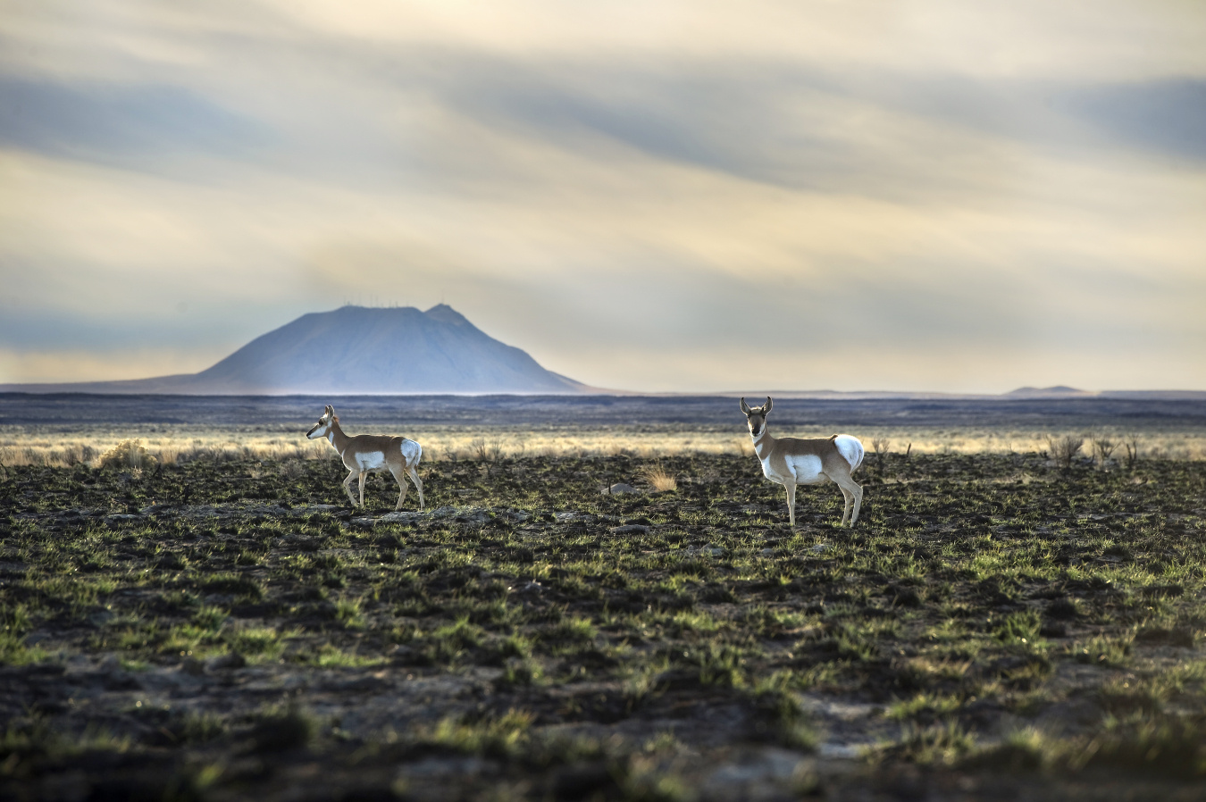 A scenic field with two antelope and a mountain in the background