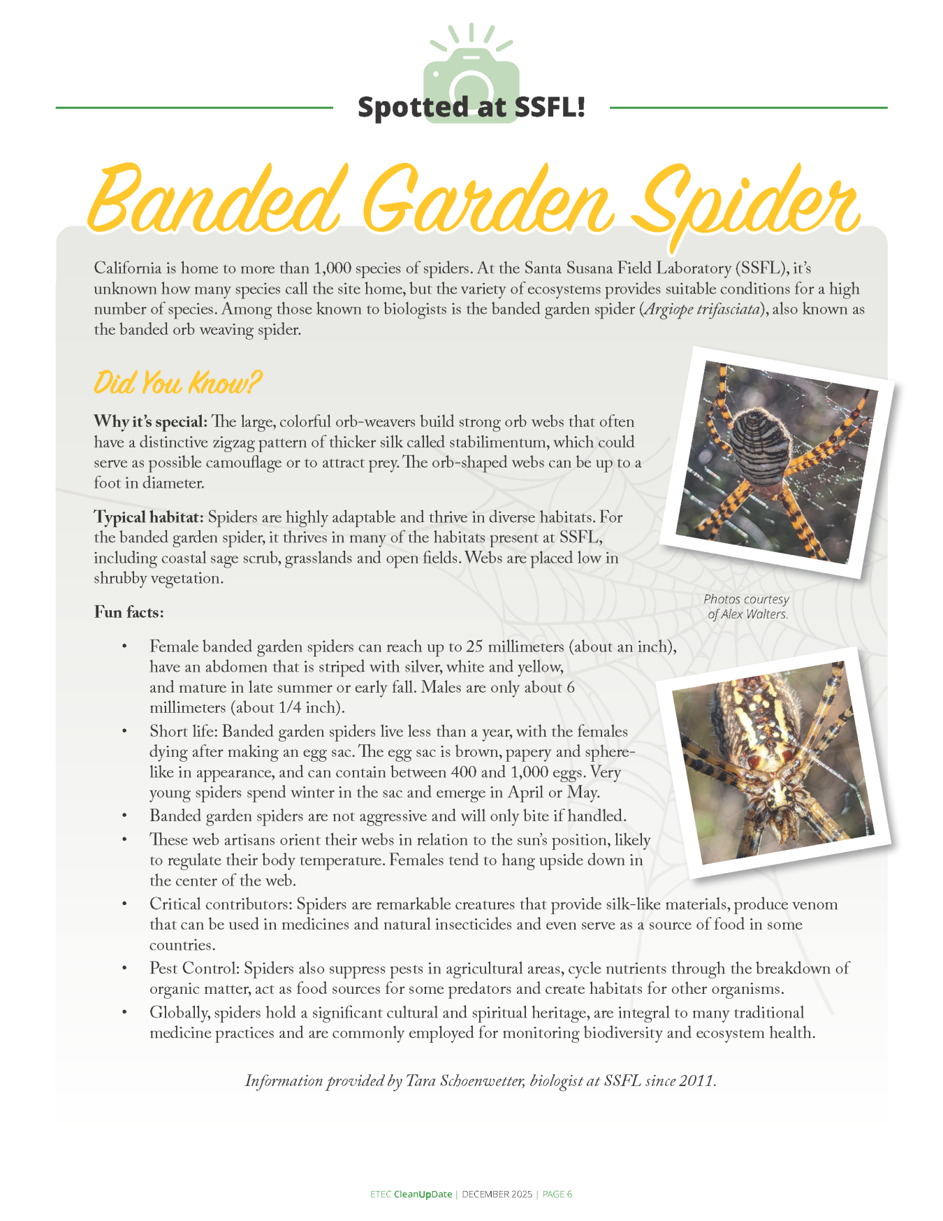 Spotted at SSFL Banded Garden Spider