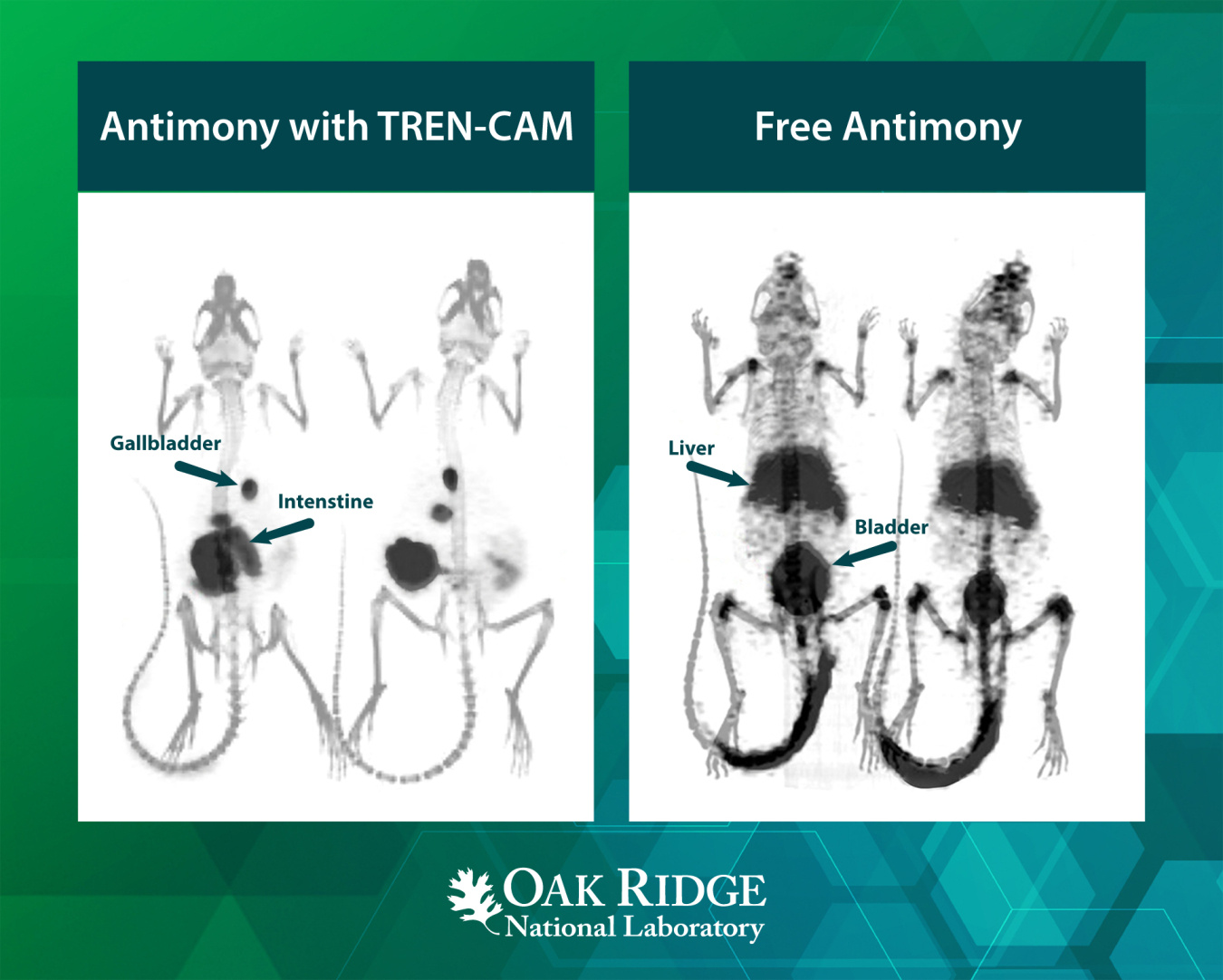 Images showing mice injected with radioactive antimony. Left panel with TREN-CAM shows how the radioactive antimony will be active longer in the treatment areas. The right panel shows that the antimony without TREN-CAM doesn’t stay in the desired areas.