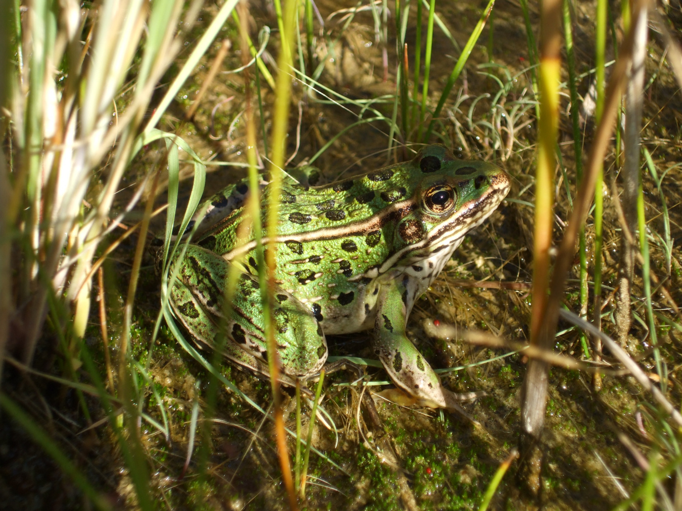 Rocky Flats Frog