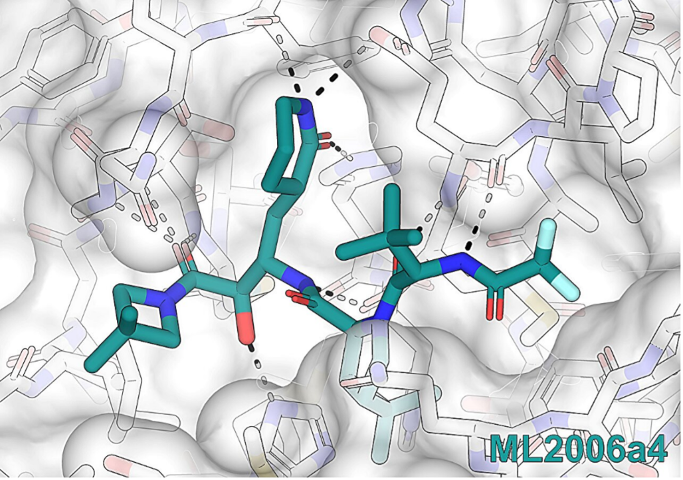 The final version of the redesigned drug binds tightly to the main COVID-19 protease, an enzyme the virus needs to multiply. The drug’s structure is effective even against mutated forms that resist other treatments.