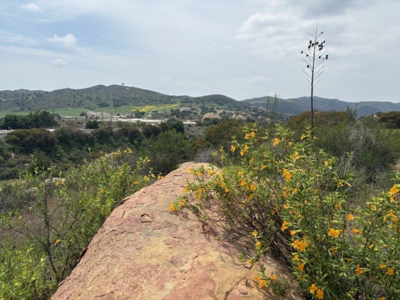 Monkey flower at SSFL
