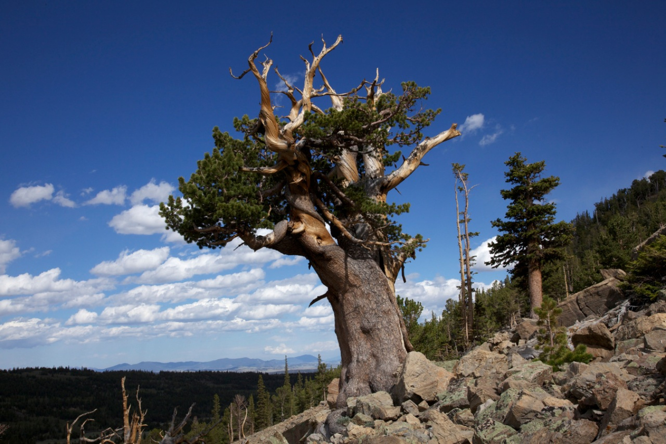 A short pine tree growing on the side of a mountain with loose rocks surrounding it, with more pines and mountains in the background.