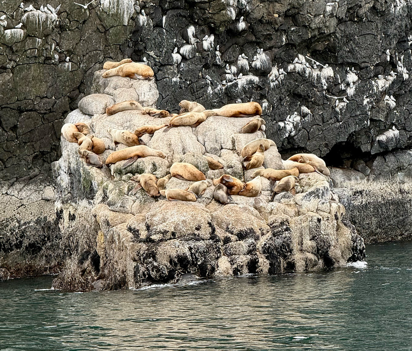 Many sea lions lounging on a rock.