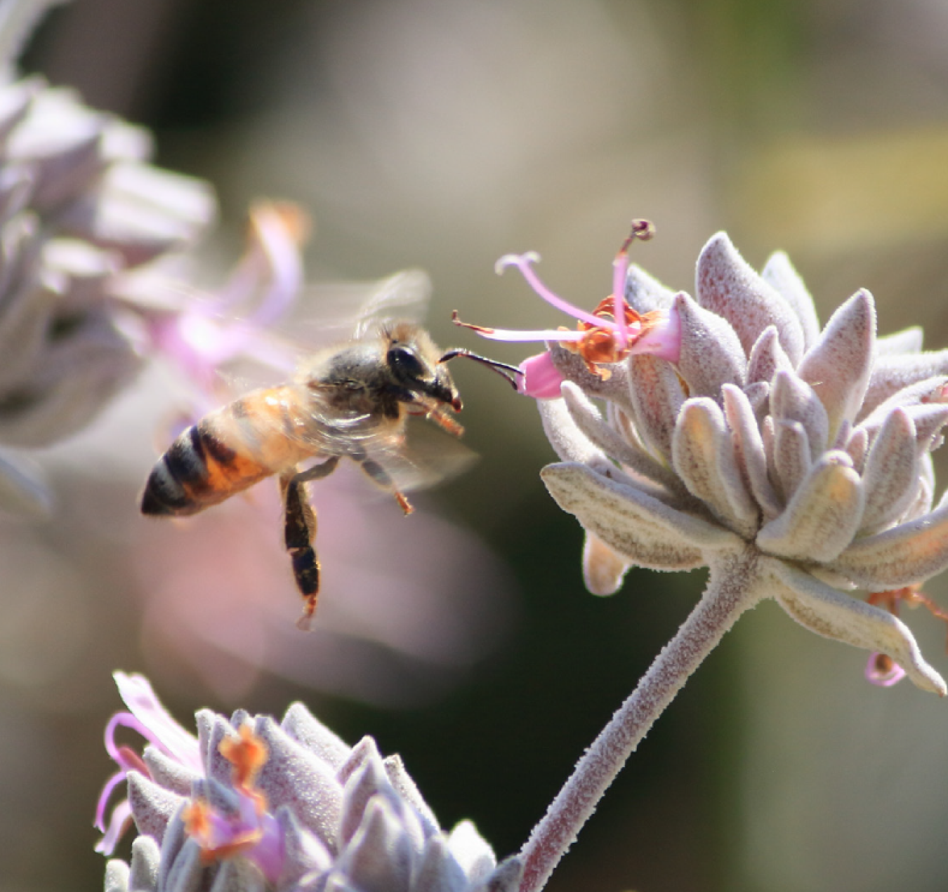 Bee on sage