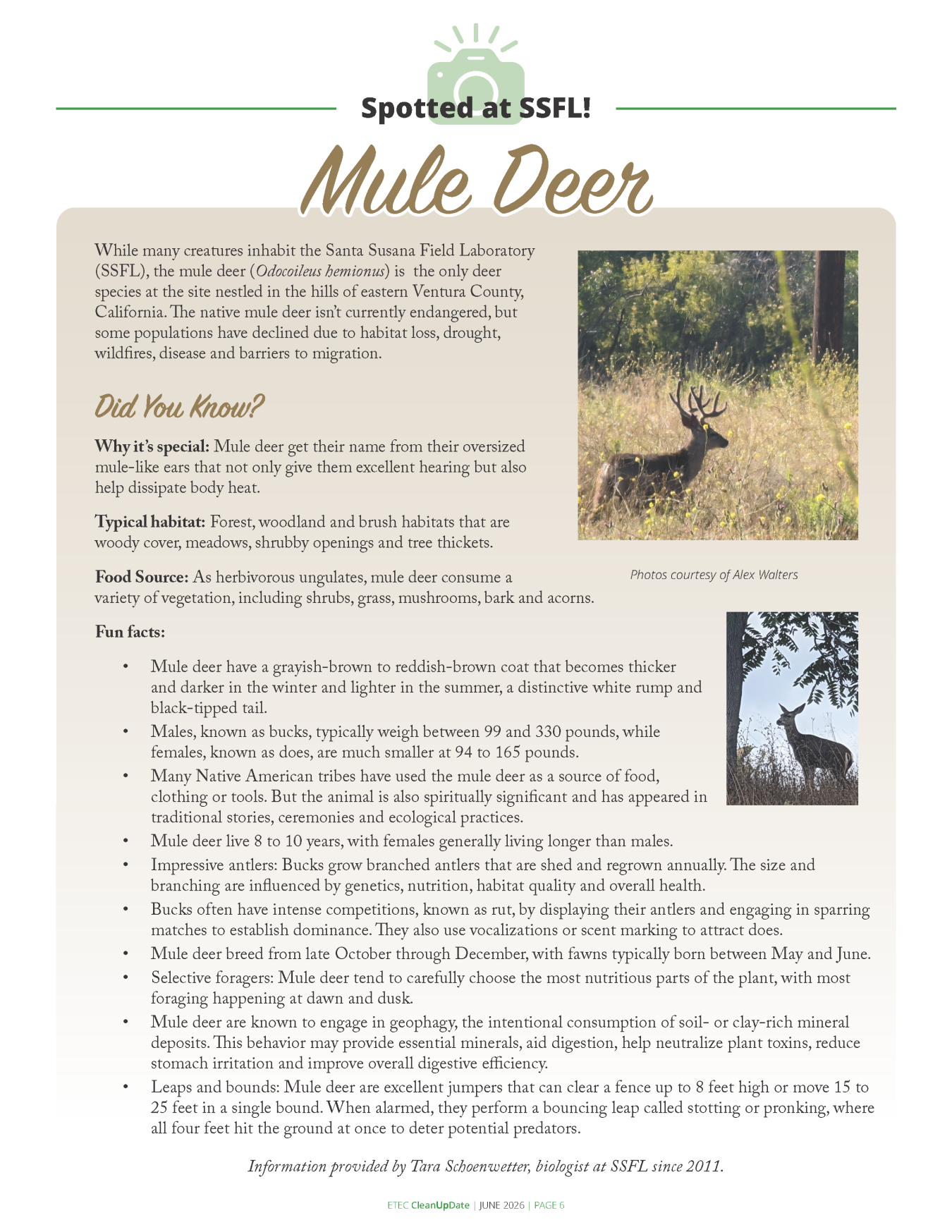 Spotted at SSFL: Mule Deer