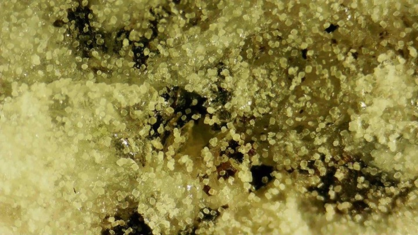 Photo of microscopic yellow particles