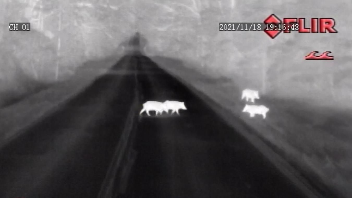 A black and white thermal image of pigs crossing a road at night