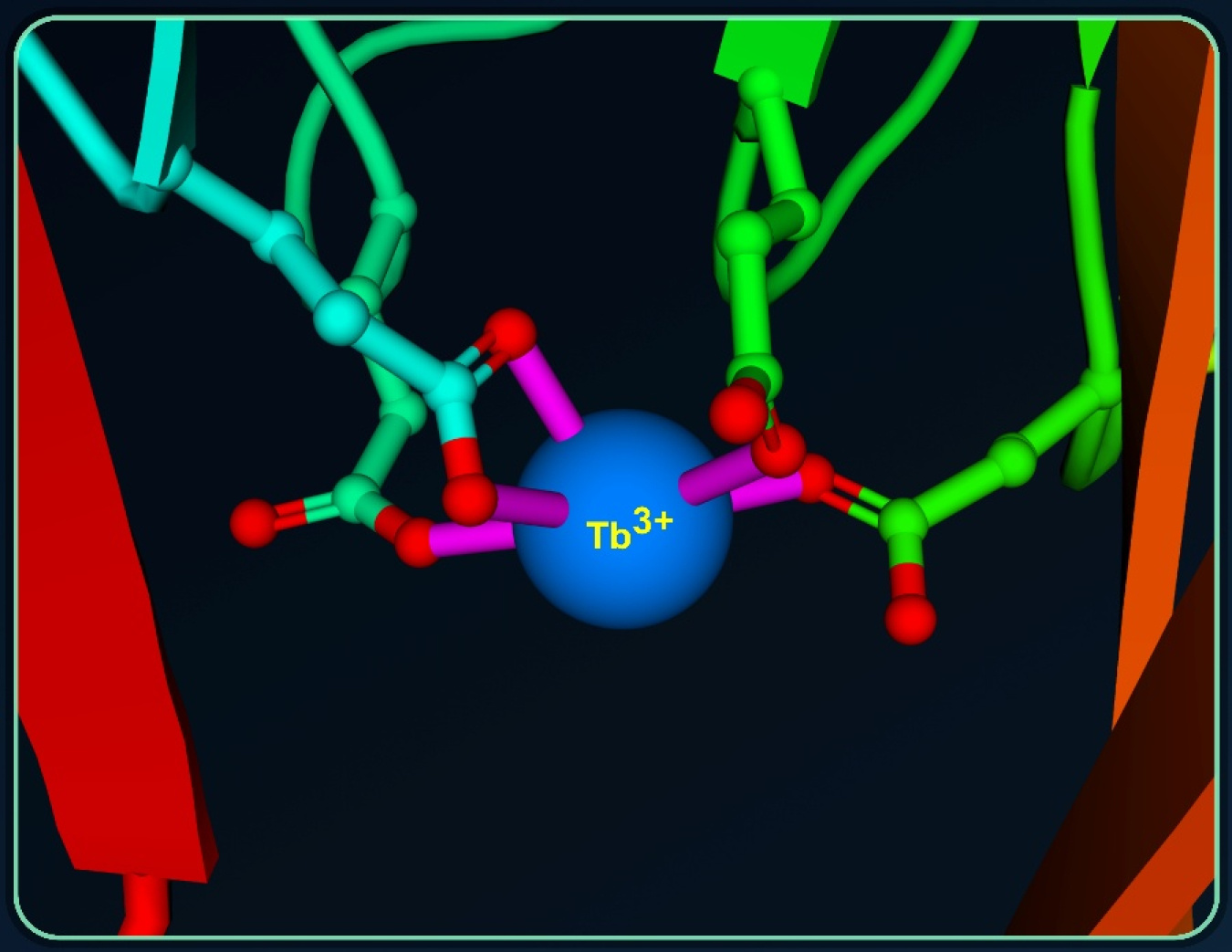 Close-up structure of the terbium-binding site in an AI-discovered protein.