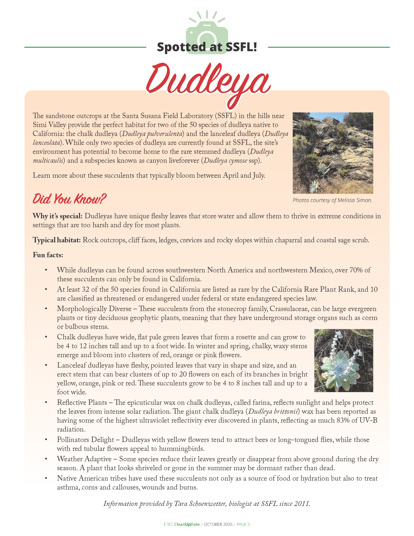 Spotted at SSFL: Dudleya