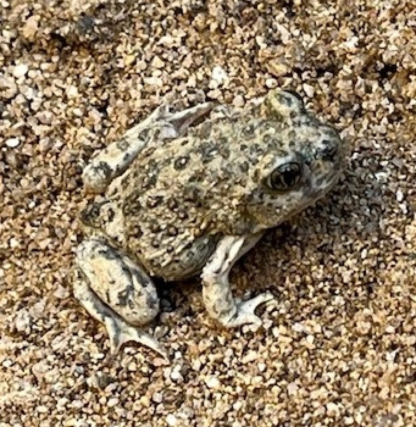 Western spadefoot toad