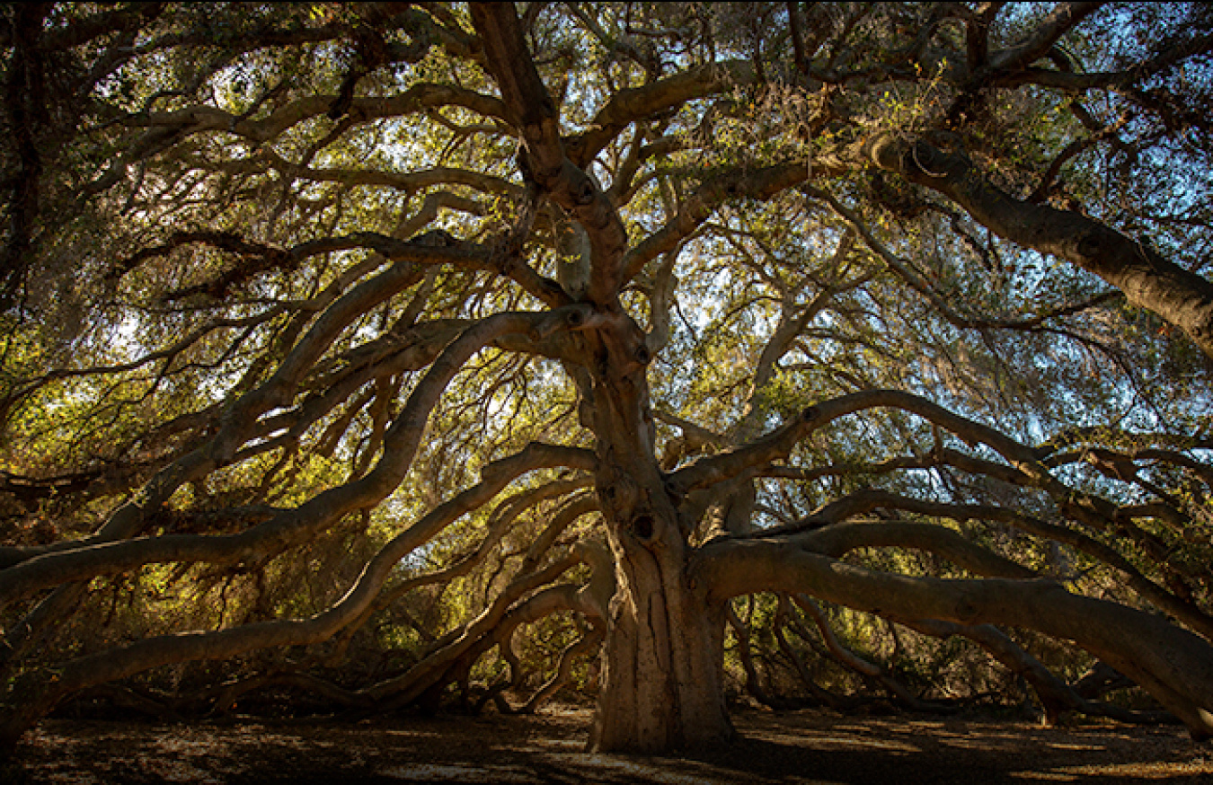 Wi’áaşal—or the Great Oak—an over 1,000-year-old tree whose strength and perseverance mirrors that of the Pechanga Band of Indians.