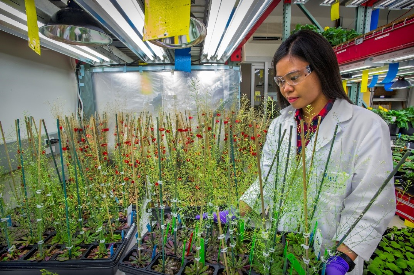 Image related to Bioenergy Career Map: Biological Sciences Technician