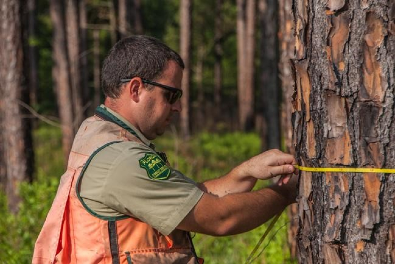 Image related to Bioenergy Career Map: Forestry Technician