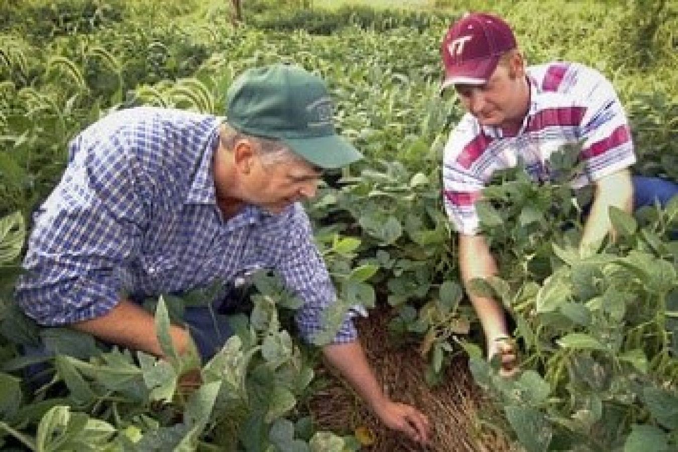 Image related to Bioenergy Career Map: Agricultural Extension Specialist