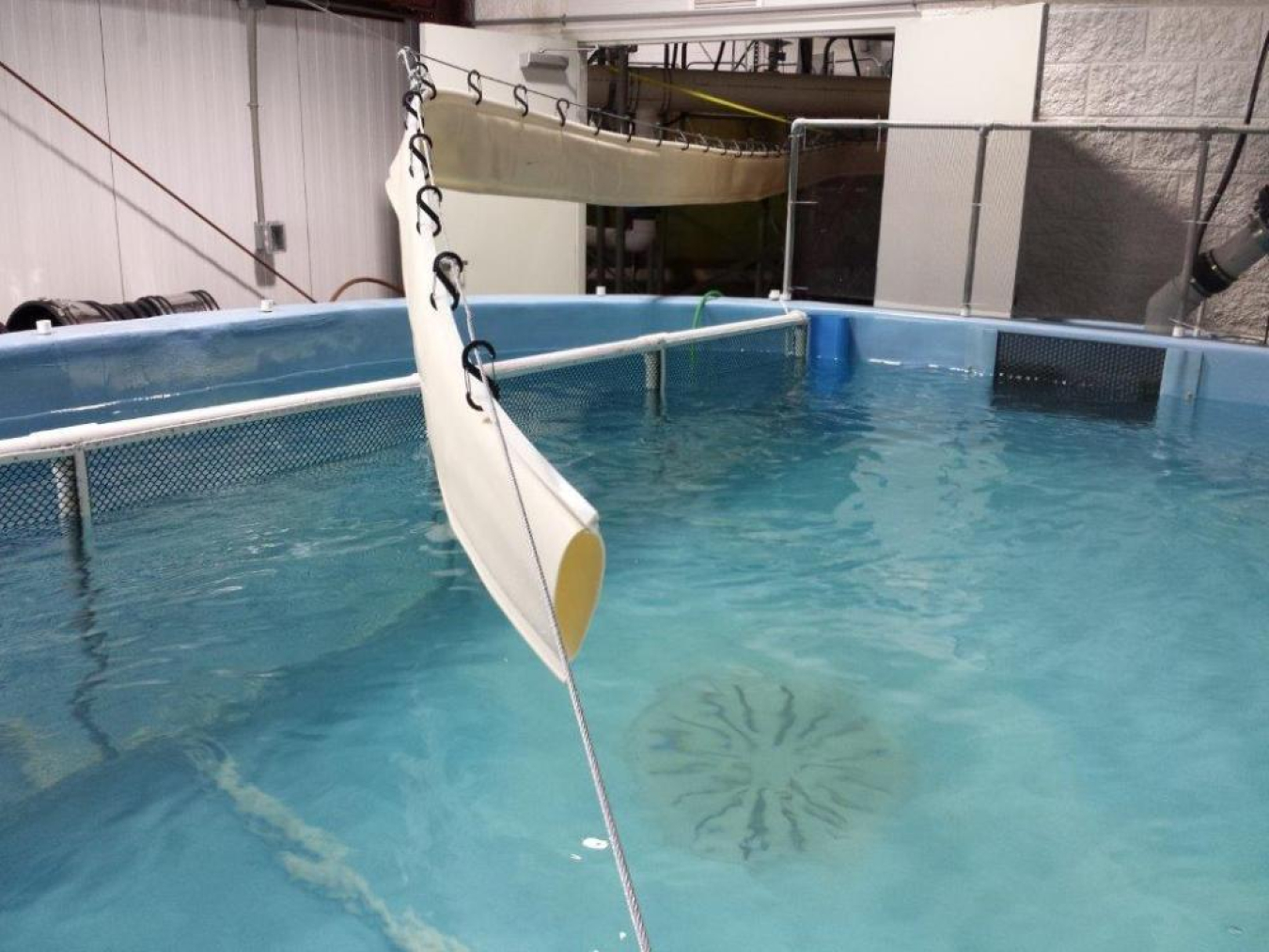 A view of where fish exit the Whooshh Fish Transport System.