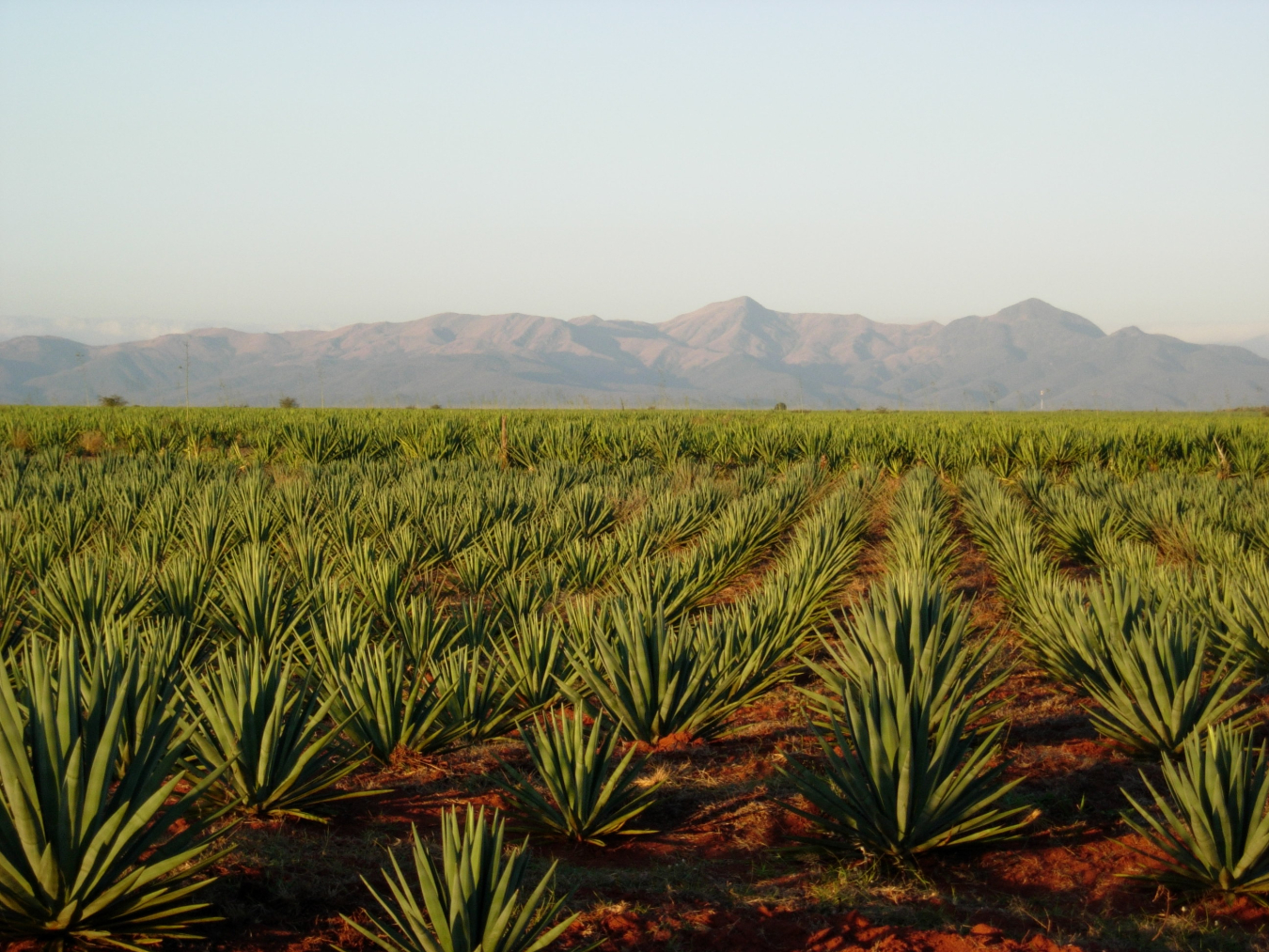 Agave.JPG