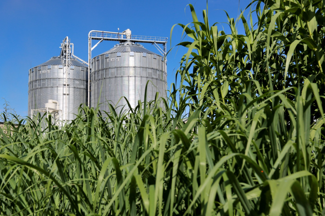 Two silos in the middle of a corn field. 