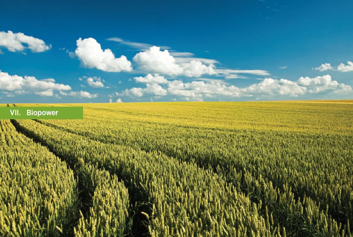 Wheat field with blue sky and clouds