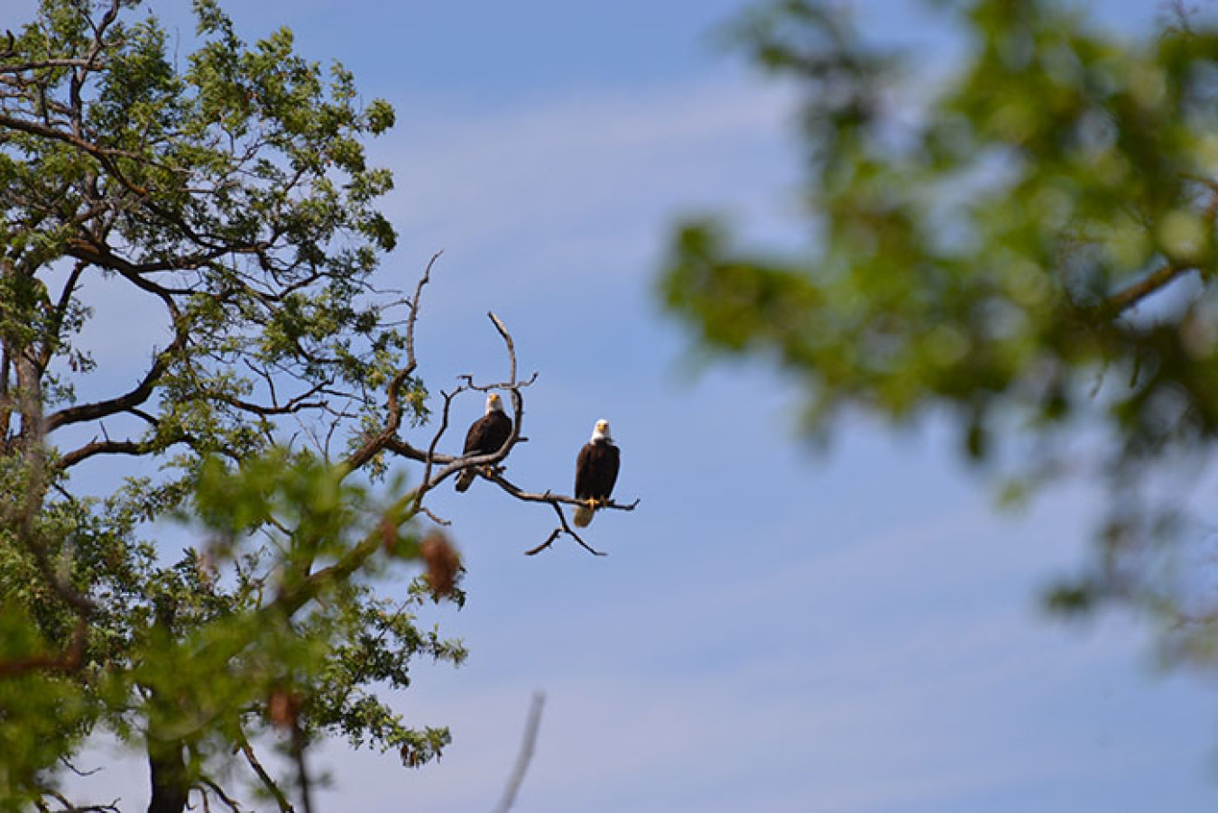 Bird migration pair of eagles_700 pixels.jpg