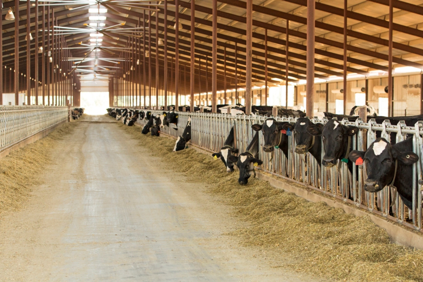 ChapinDairy_081913-5.jpg