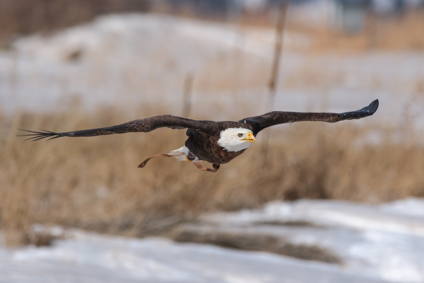 Eagle wind.jpg