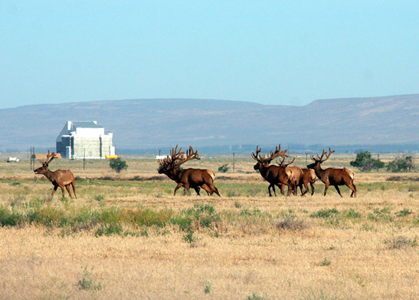 Elk-100H_IMG_1911_700 pixels.jpg