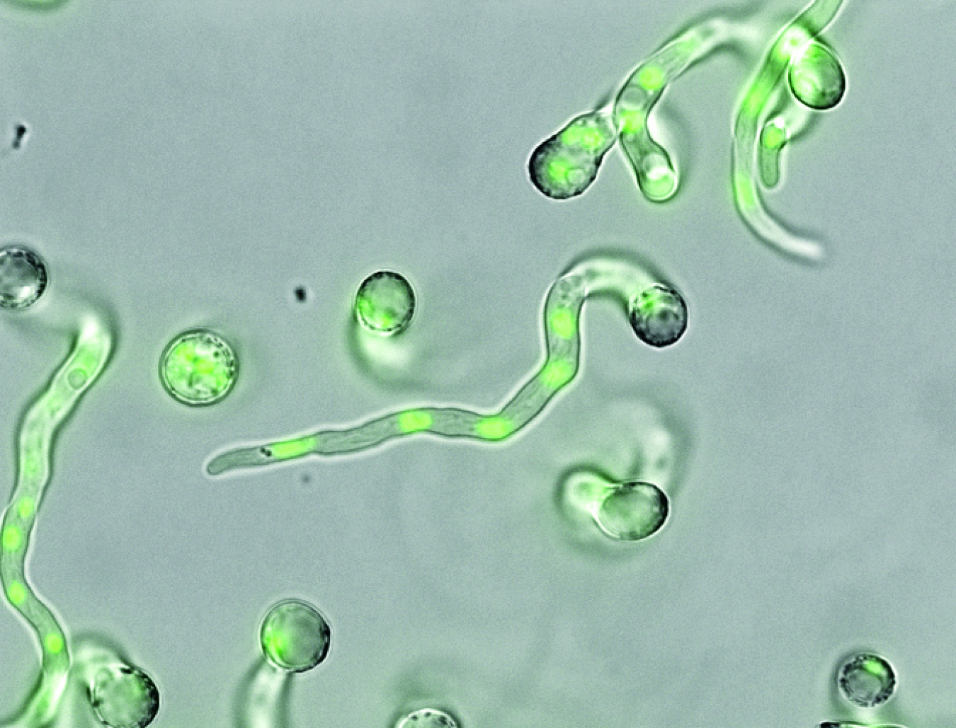 Green.DNA_.Aspergillus.Niger_.jpg