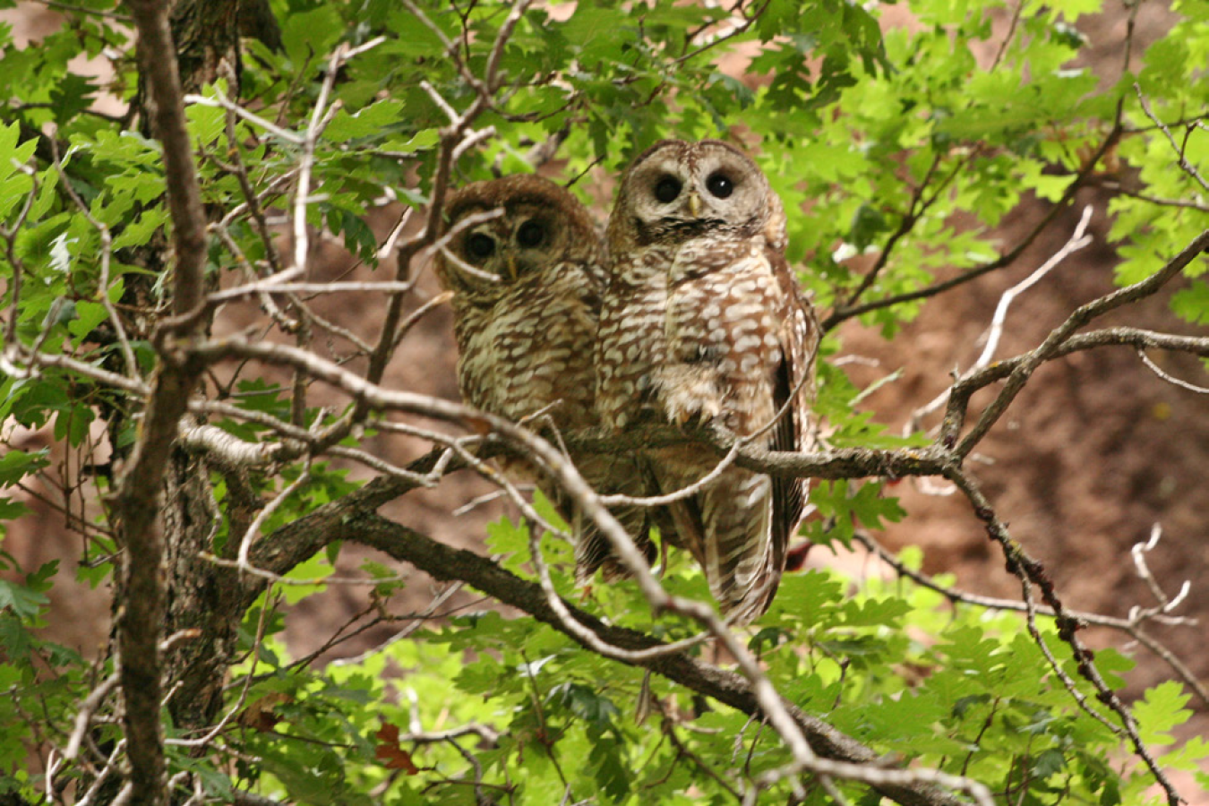 LLQR80_owls.png