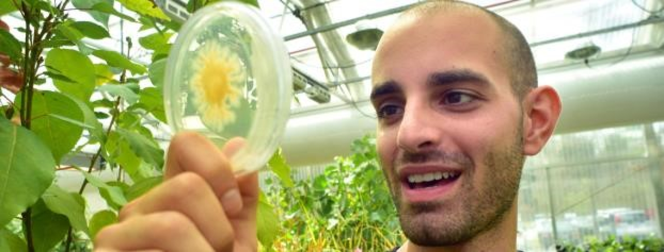 Peter Meidl, ORISE research participant in the Science Undergraduate Laboratory Internship program at Oak Ridge National Laboratory, studied fungal symbiosis of poplar trees in an effort to improve biofuel production. 