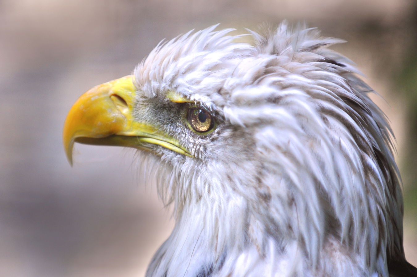 OR_bird.jpg