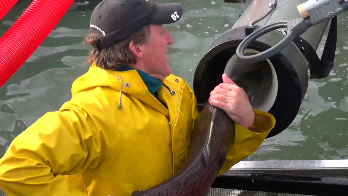 A view of where fish exit the Whooshh Fish Transport System.