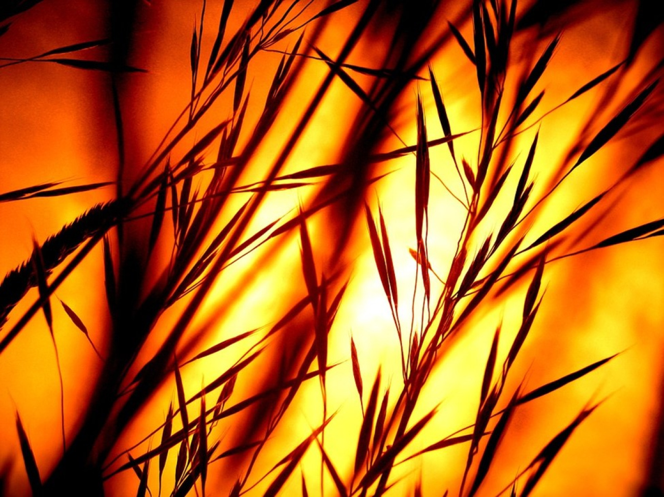Switchgrass red.jpg