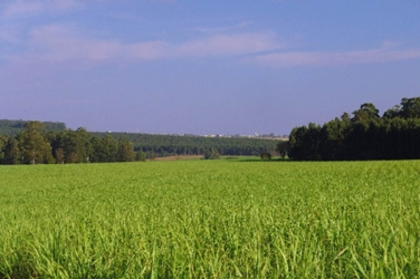 Field of pennycress