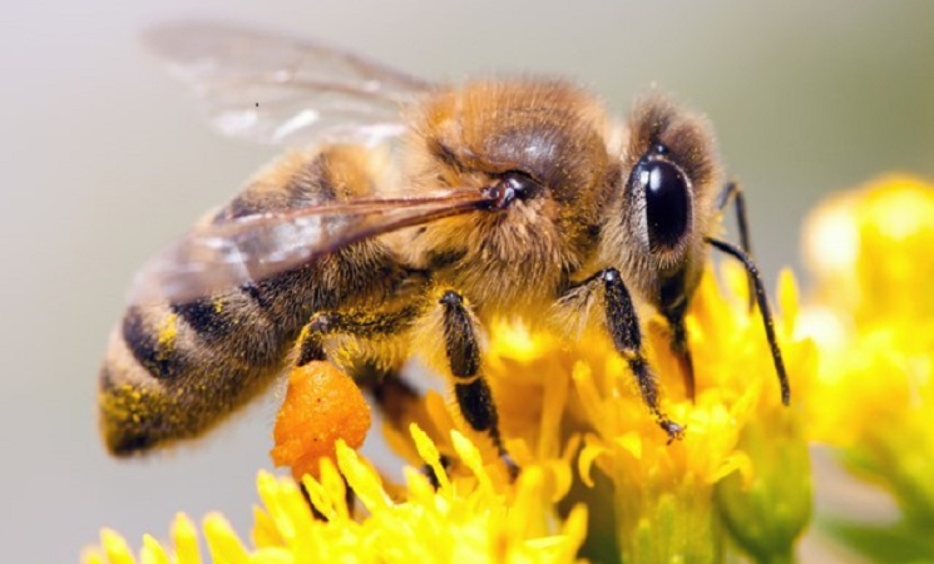 bee-pollination-ppi.png