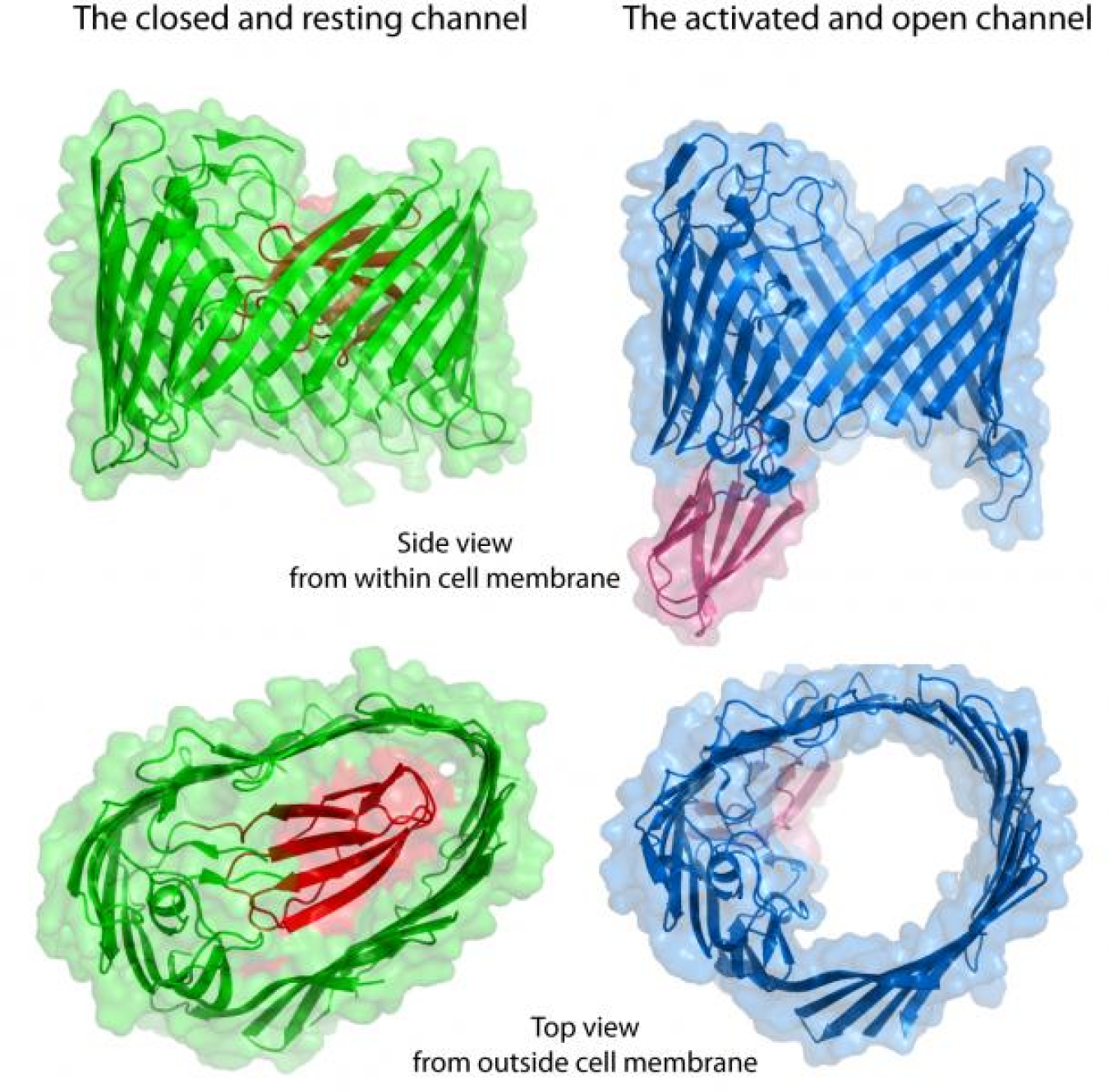 ecoli_fingers.jpg