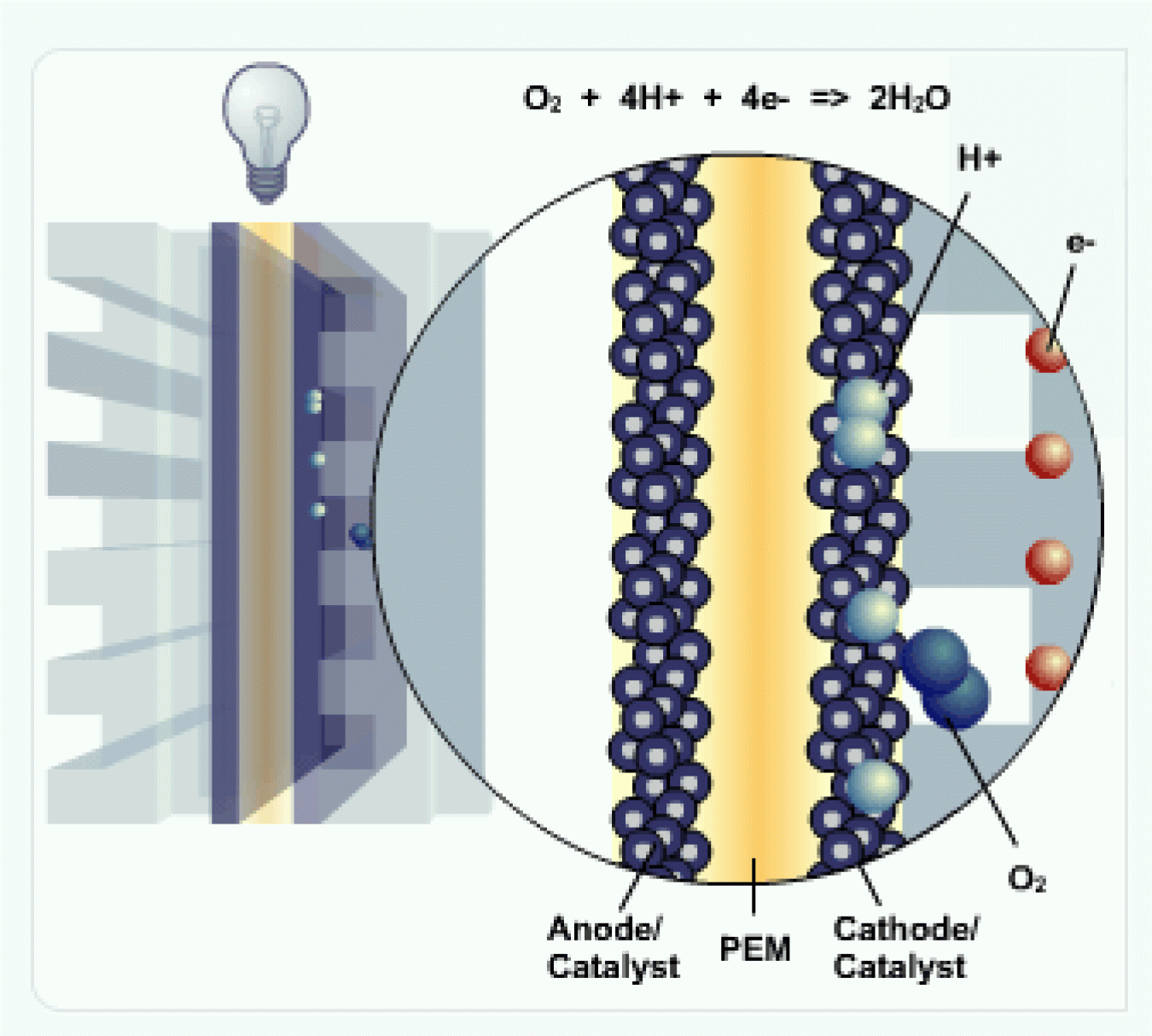 Four protons moving through cathode and electrons coming down flow plate. Protons and electrons combining with two oxygen molecules to form water.