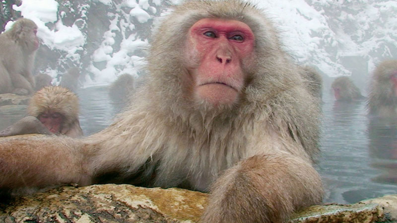 A snow monkey.