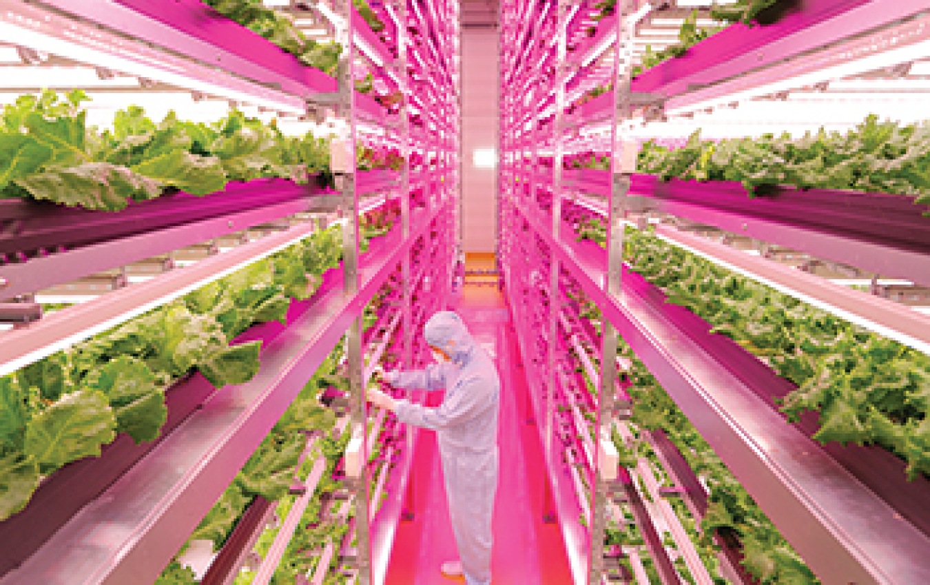 Photo of a worker in a greenhouse with LED lighting.