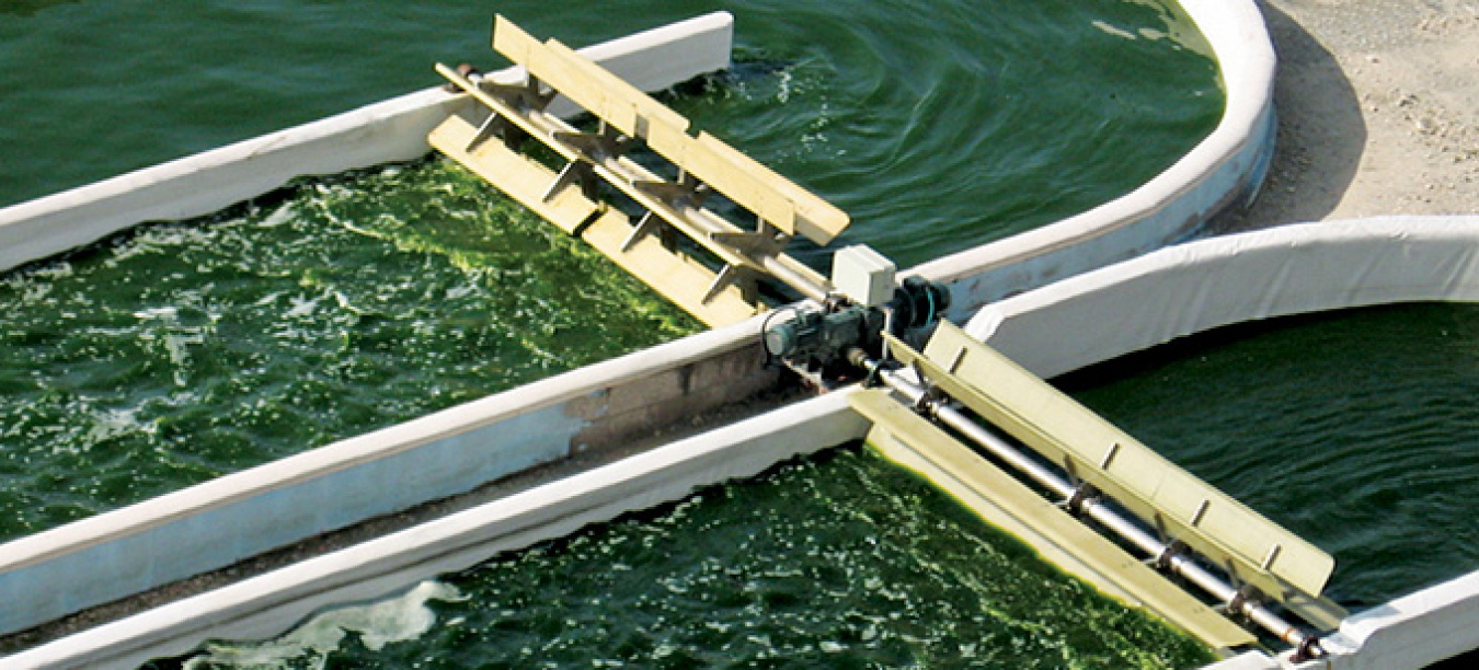 large_bioenergy_22155.jpg