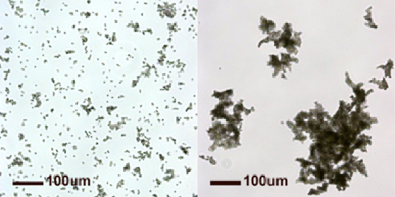 microalgae.png