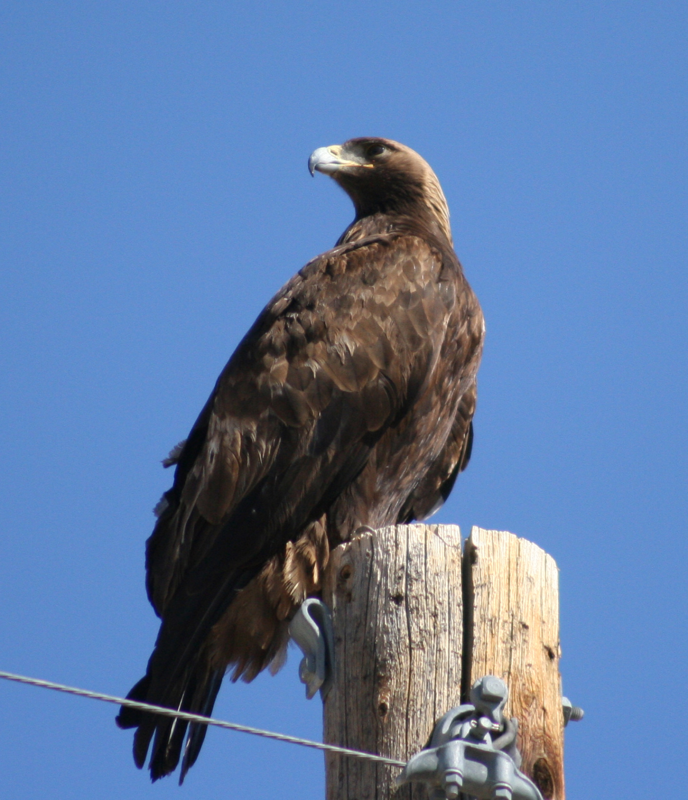 A golden eagle at Nevada National Security Site.