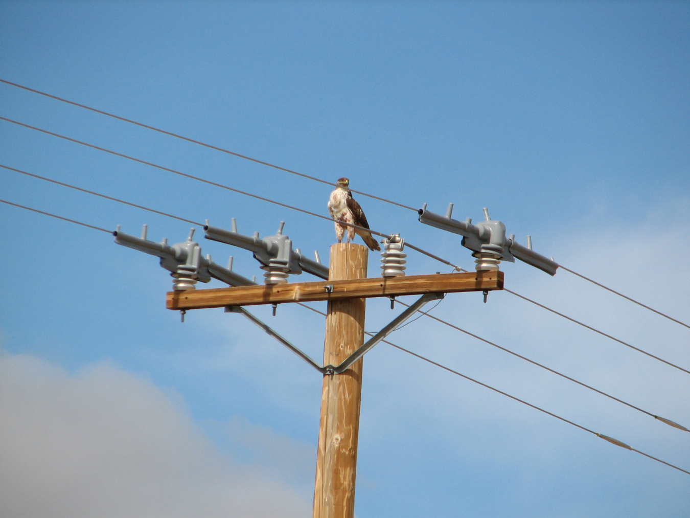 NNSS biologists and engineers are in the process of retrofitting power poles around the site to protect wildlife. The retrofit is designed to reduce the risk of electrocution to birds like this red-tailed hawk.