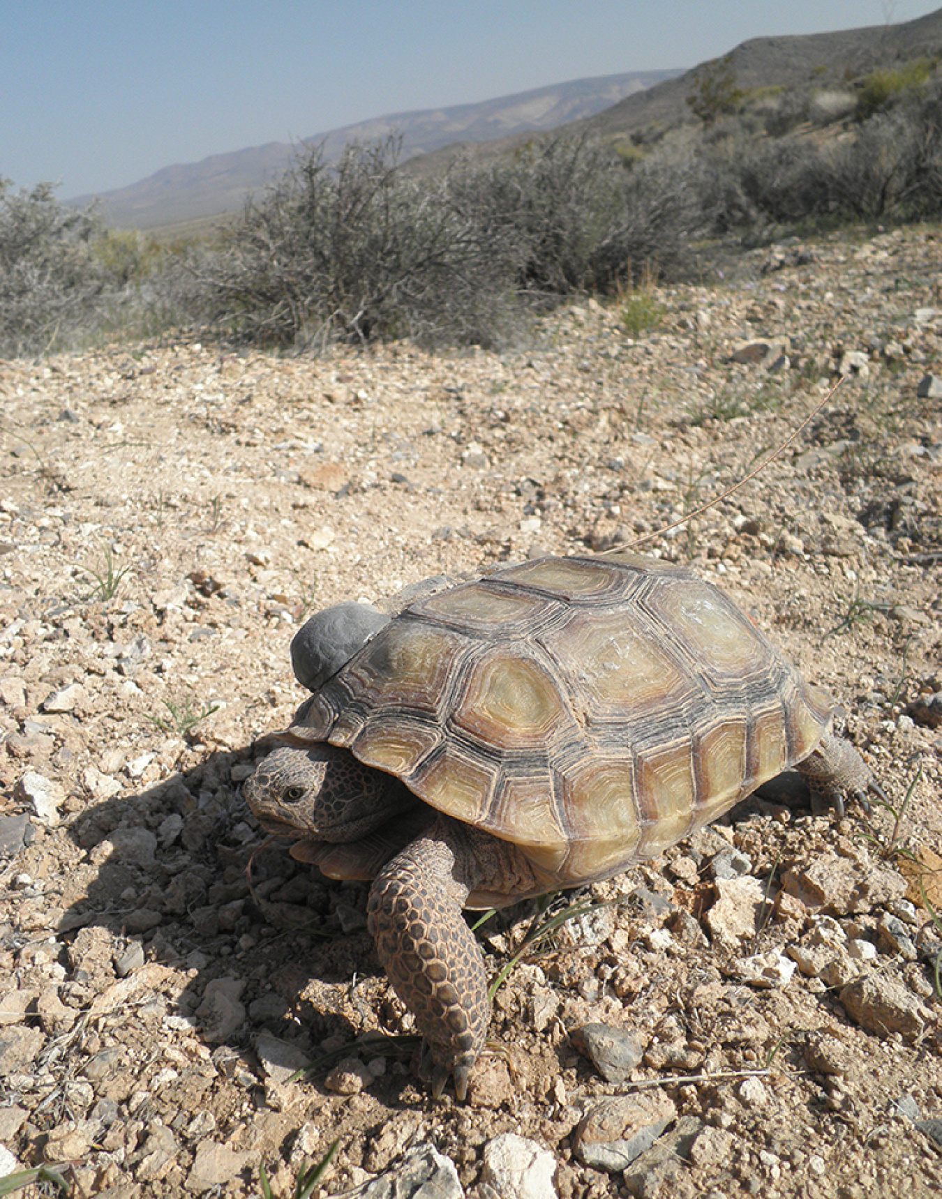 Nevada National Security Site works to protect the desert tortoise.