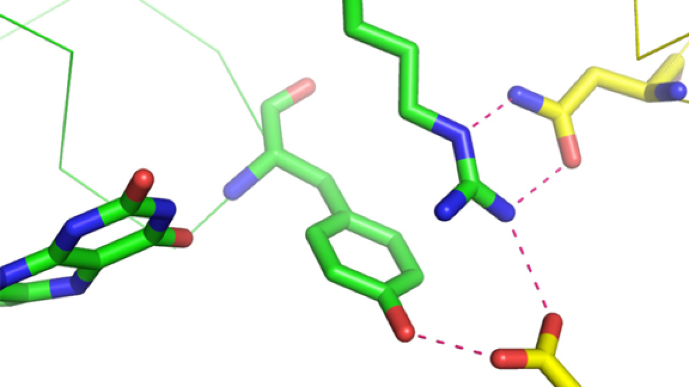This model of the highly effective form of the bioremediation enzyme ChrR shows the intermolecular interactions and unique multi-atom hydrogen bonds (dotted lines) that may be the key to understanding the enzyme's efficacy in reducing the toxicity of...