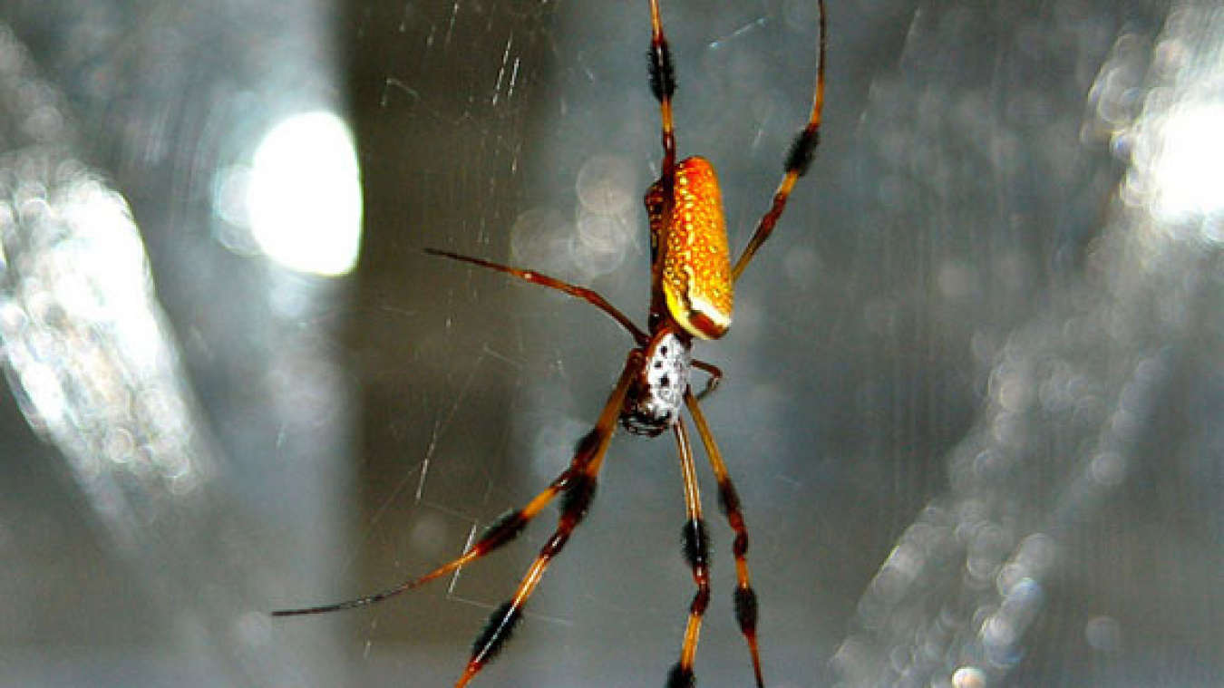 A Nephila clavipes female spider in the center of her web. The radial strands and scaffolding of her web is composed of major and minor ampullate spider silk fibers. Commonly referred to as dragline silk, this substance was imaged at the nanoscale at...