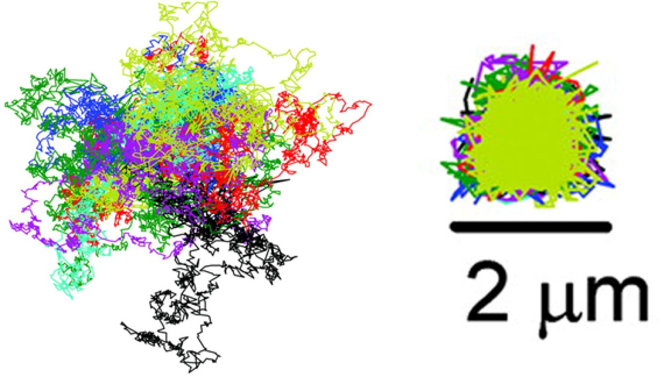 This graphic illustrates how the ABEL Trap can corral individual particles of tobacco mosaic virus. The graphic on the left shows the trajectories of 13 particles that are similar to the trajectories the particles would have followed if they had not been 