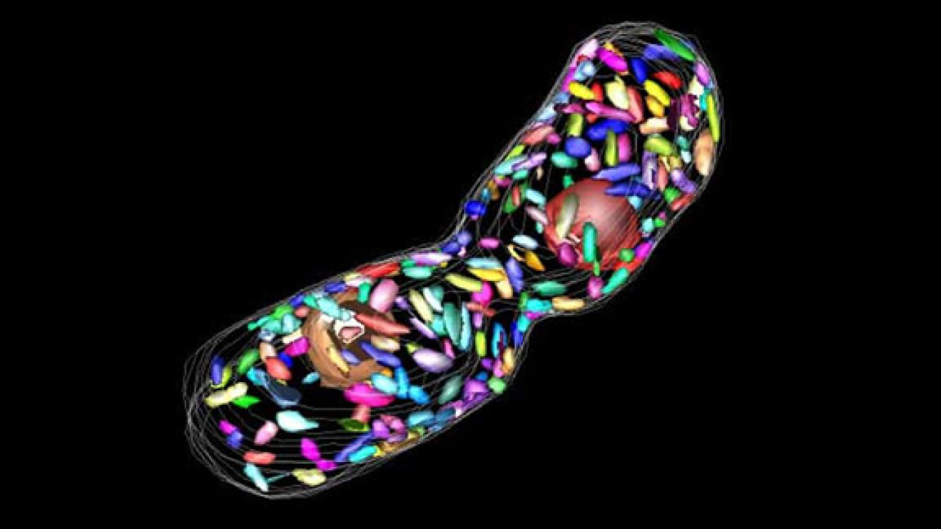 Electron microscopic tomogram of dividing cells of the green sulfur bacterium Chlorobaculum tepidum, with chlorosomes rendered in simulated color.