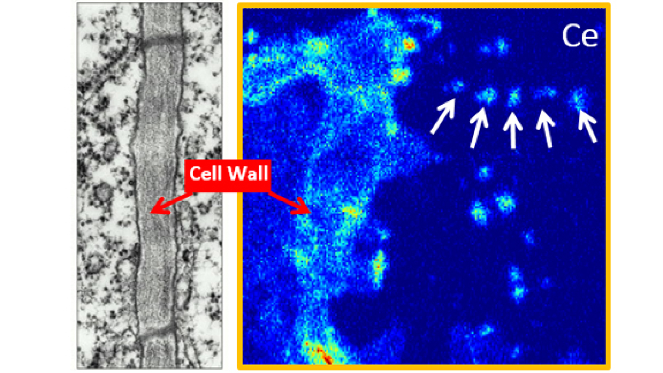 Uptake of cerium dioxide nanoparticles through plant cell walls.