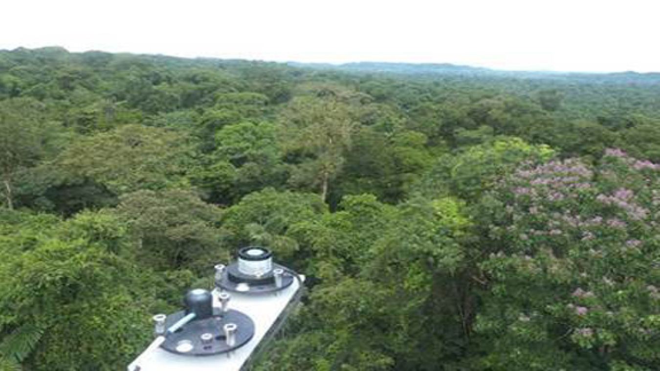 Researchers on the GoAmazon project had this view from the top of the Eddy Flux Tower in the canopy, where they measured trees' emissions.